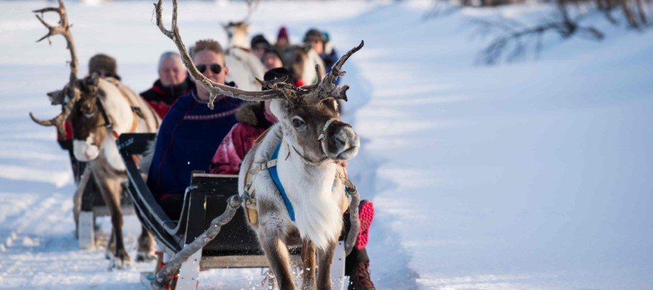 Reindeer sledding in Lapland