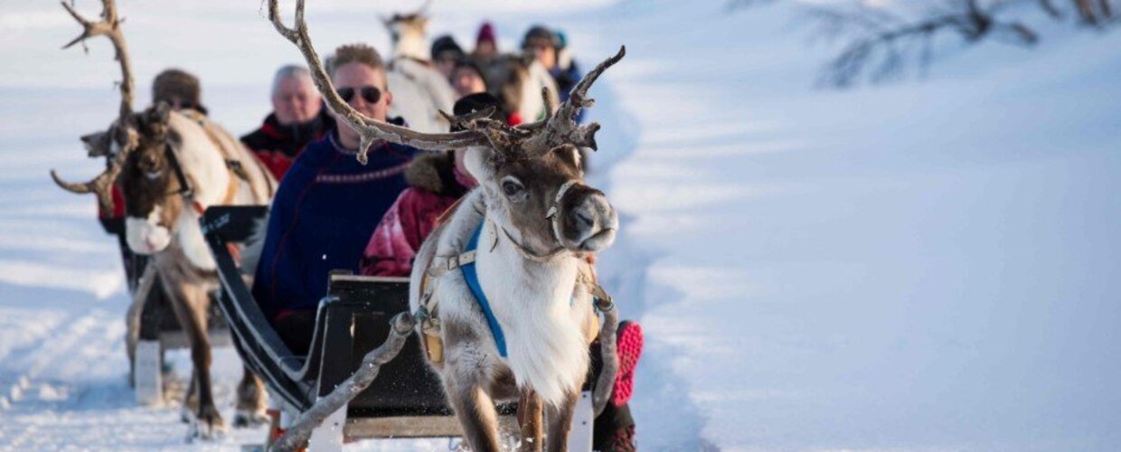 Reindeer sledding in Lapland