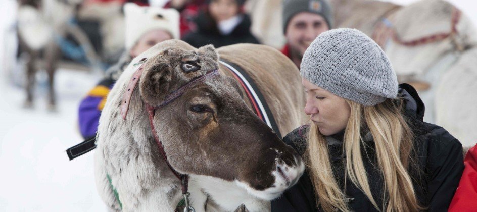 Romance personified – meet the reindeer