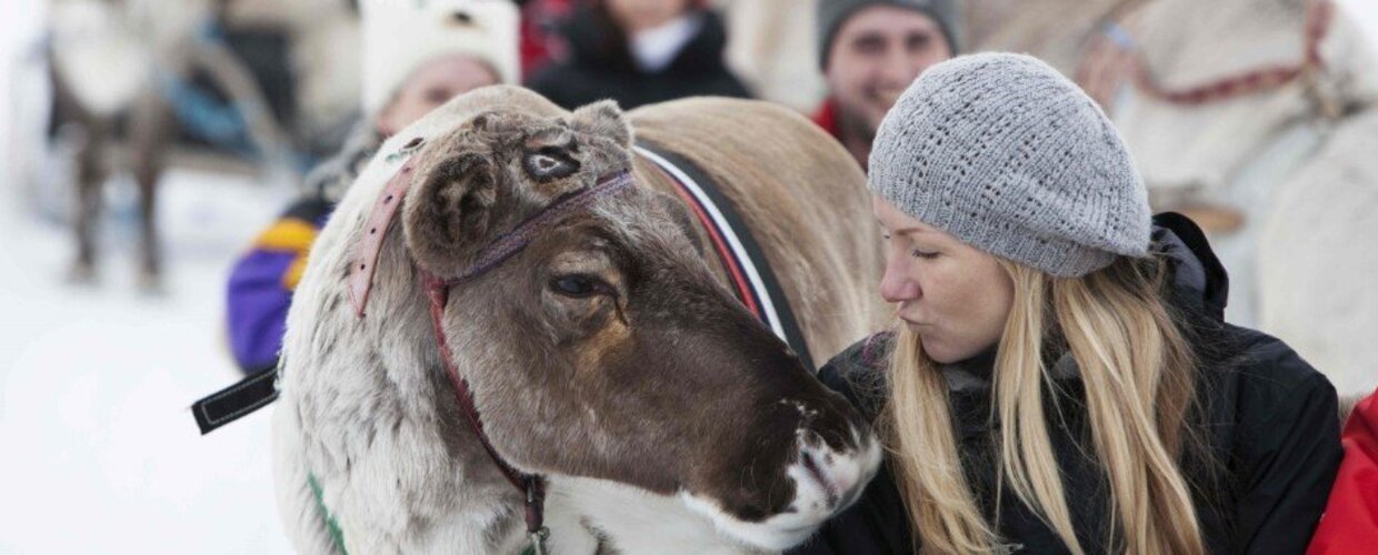 Romance personified – meet the reindeer