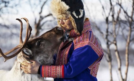 A Sami herder and a reindeer