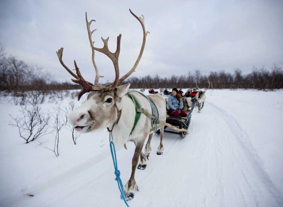A line of reindeer-guided sleighs