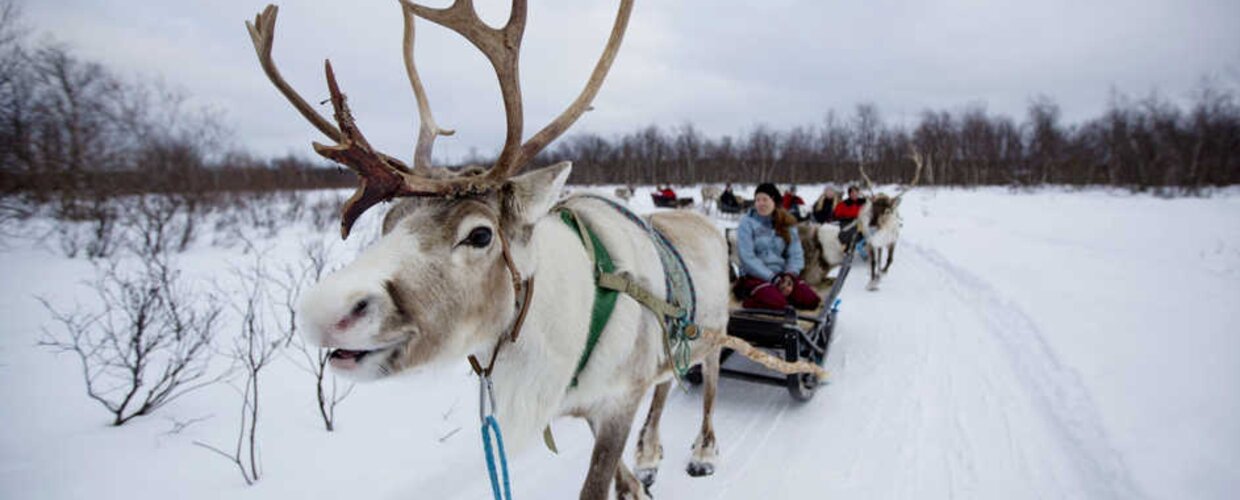 A line of reindeer-guided sleighs