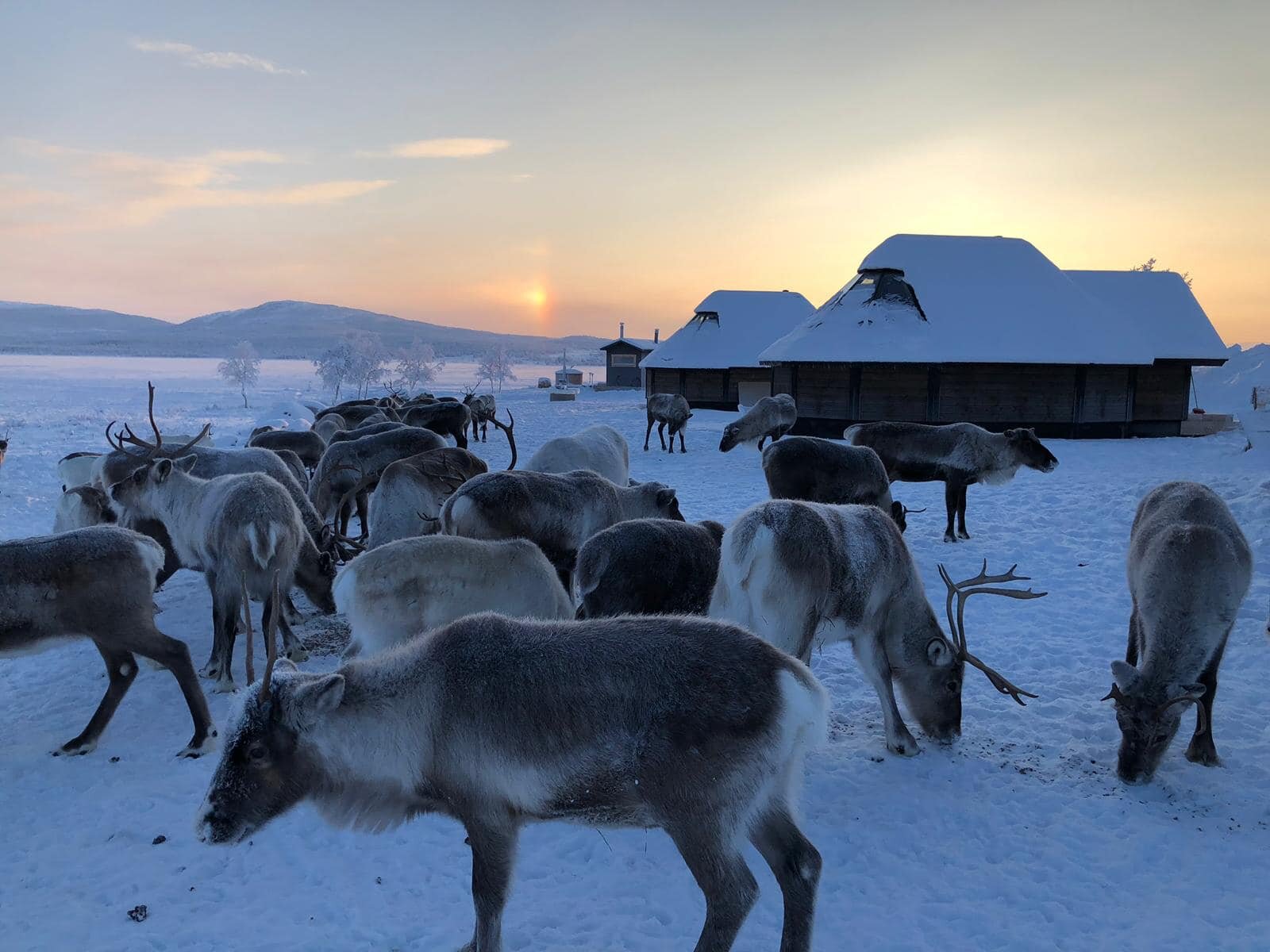 Glass cabins with reindeer grazing nearby