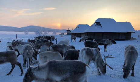 Glass cabins with reindeer grazing nearby