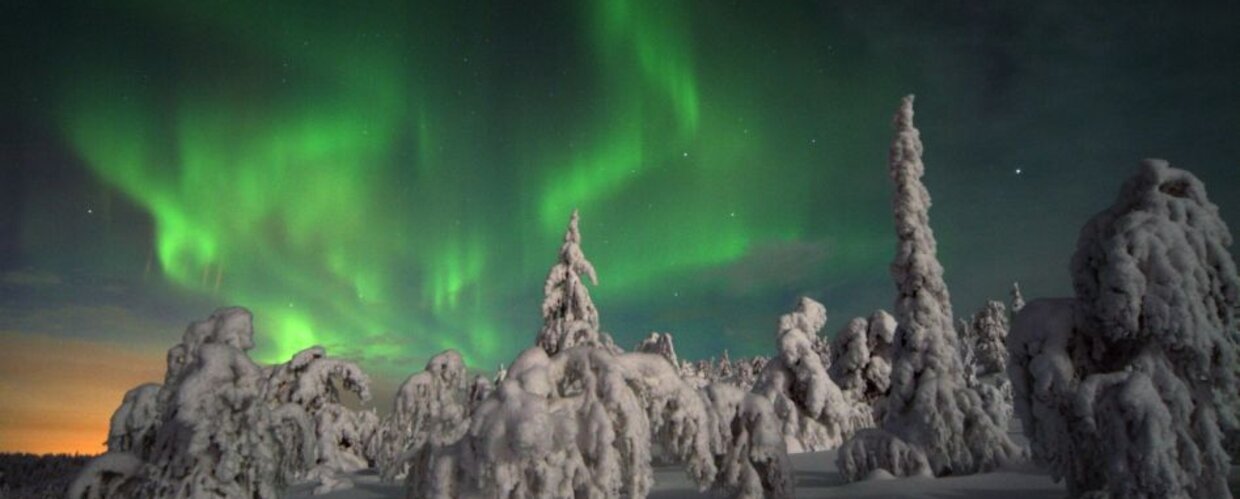 The Northern Lights above a snow-covered forest