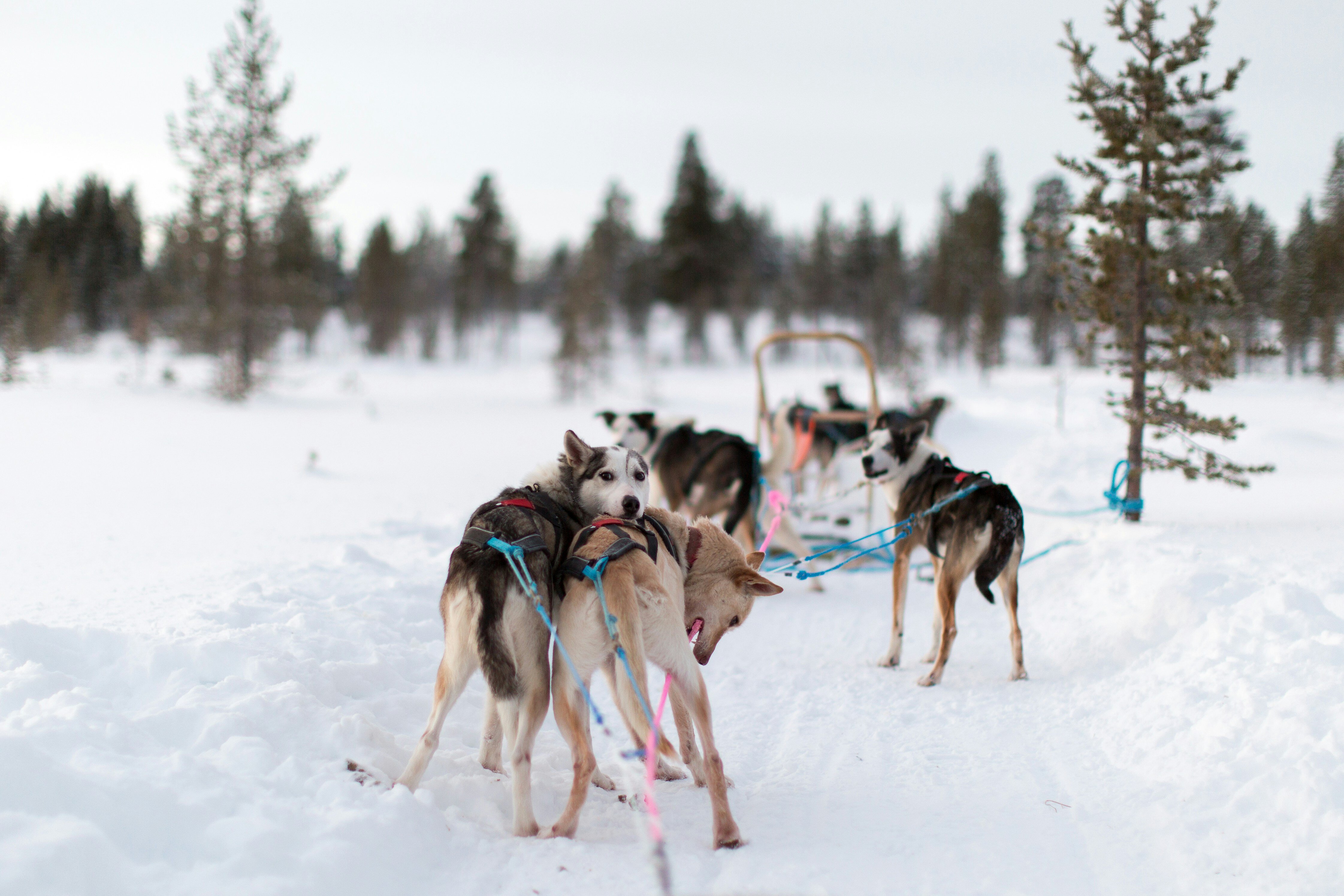 A team of excited huskies ready to mush