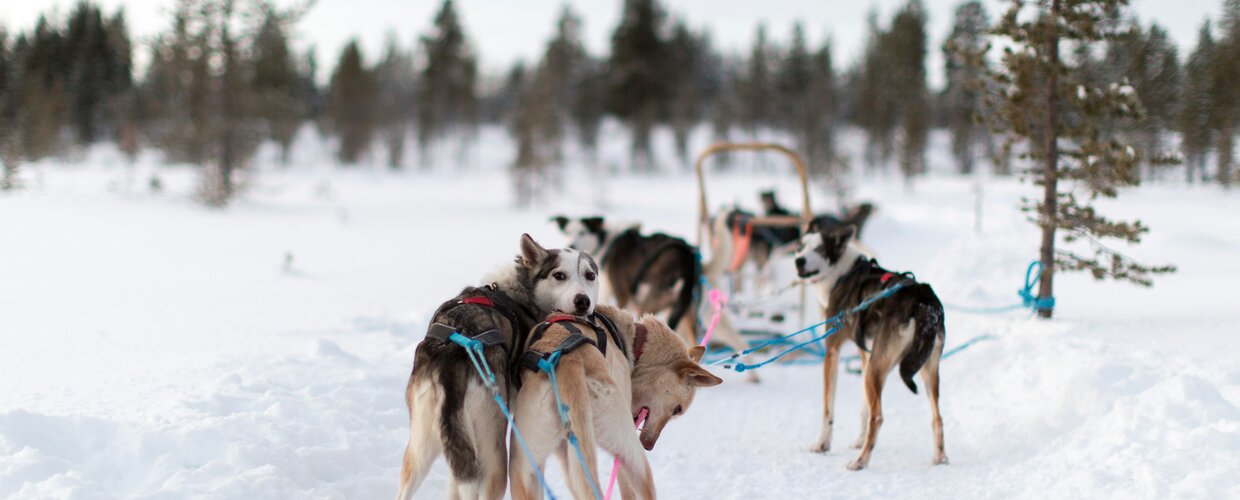 A team of excited huskies ready to mush