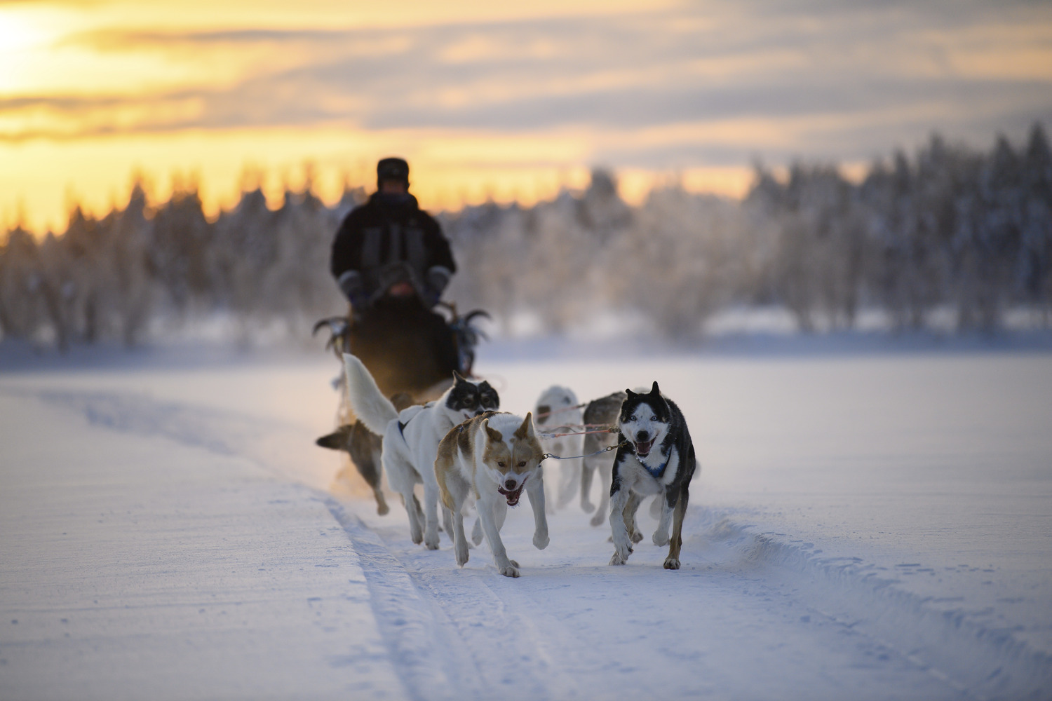A husky sled pulling two travellers in Lapland