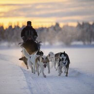 A husky sled pulling two travellers in Lapland
