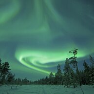 The Northern Lights swirling above a snow-covered forest