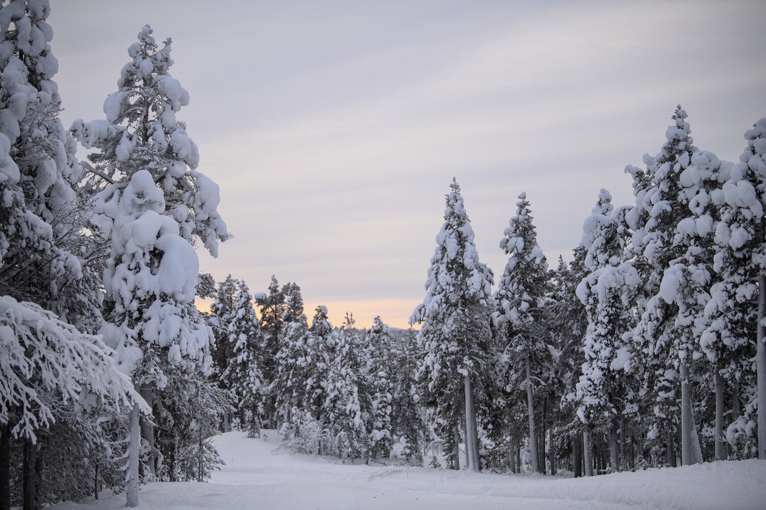 Trees heavy with snow