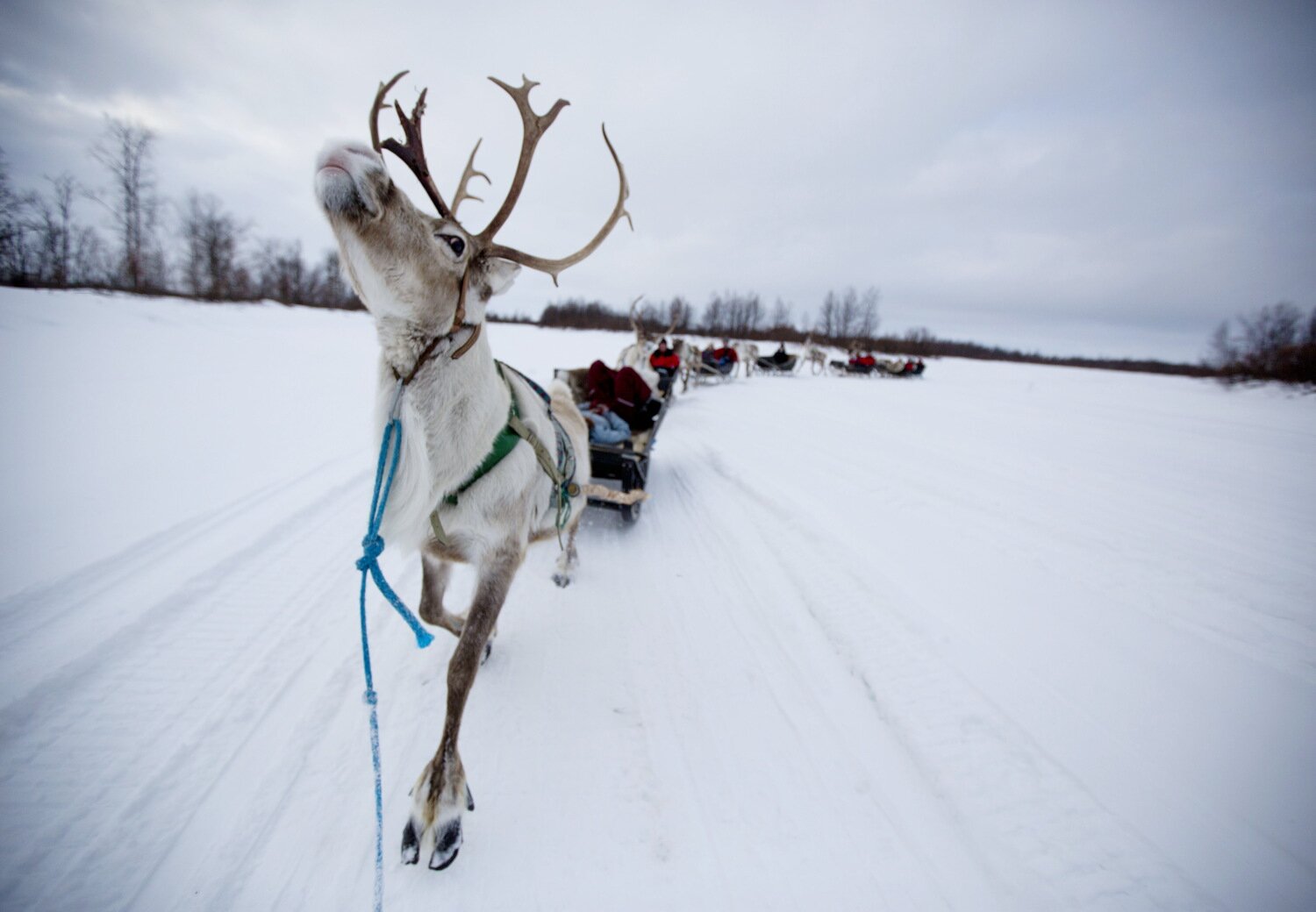 A line of reindeer pulling sleighs