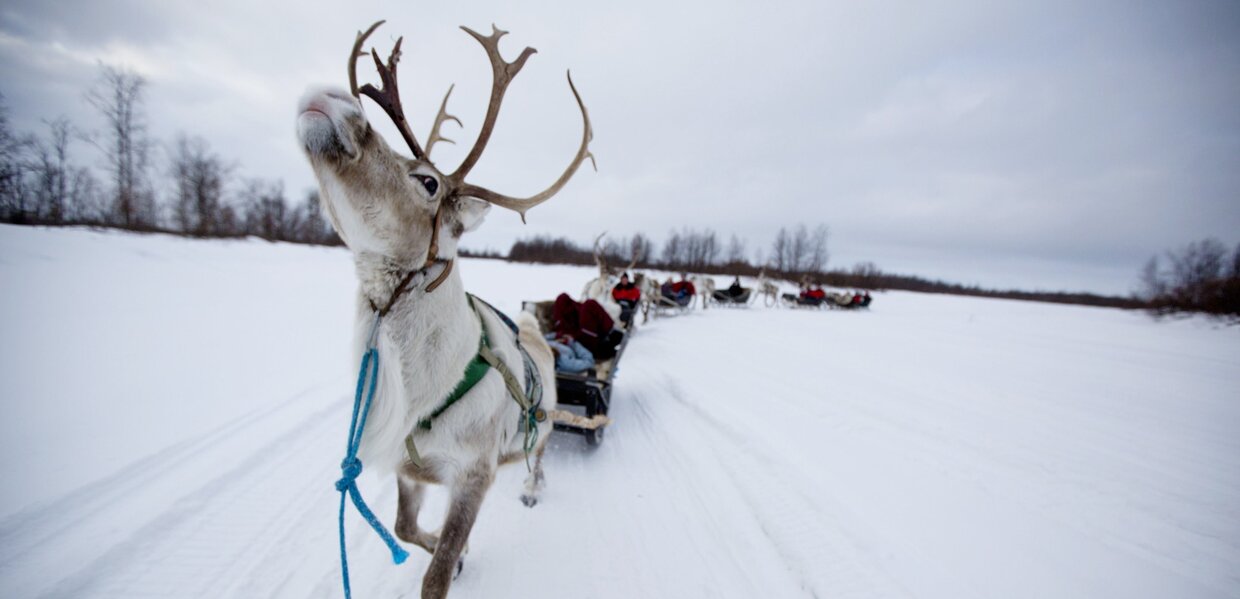 A line of reindeer pulling sleighs