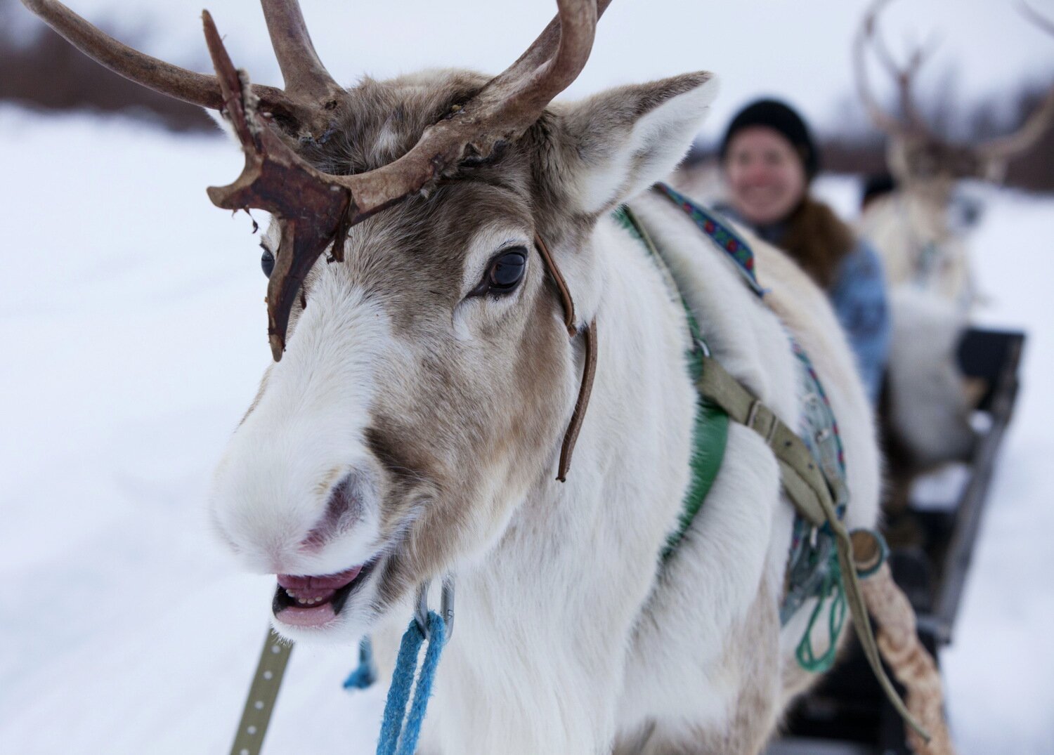 A reindeer-led sleigh ride