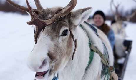 A reindeer-led sleigh ride