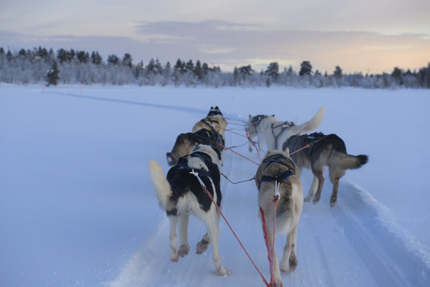 Excitable huskies pulling adventurers