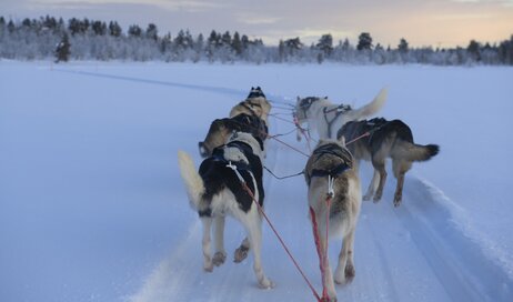 Excitable huskies pulling adventurers