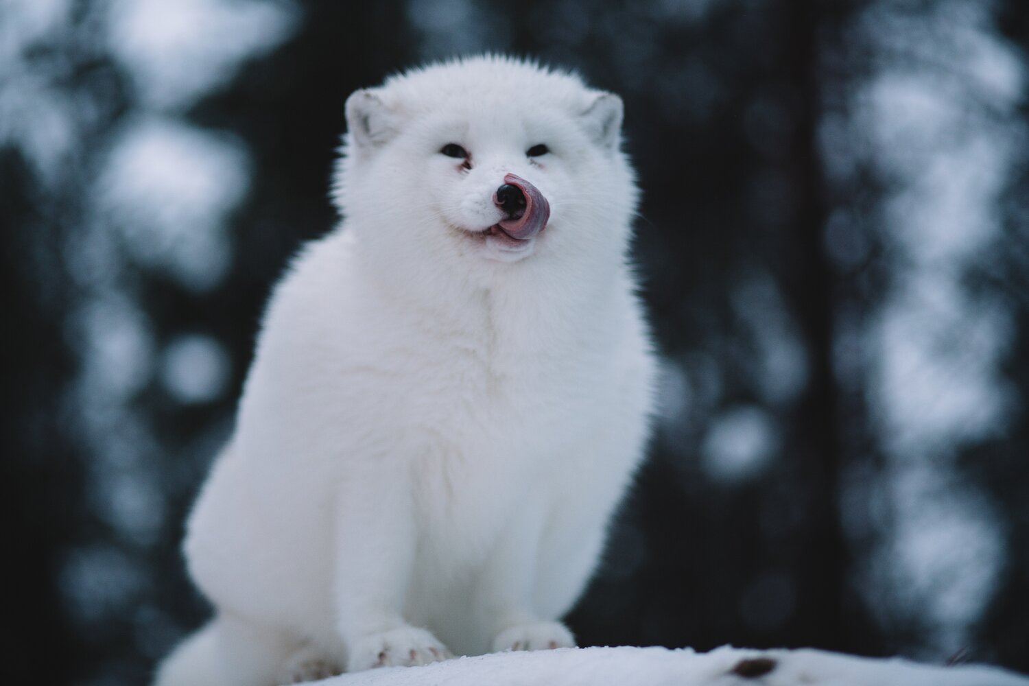 A husky puppy in the snow