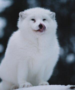 A husky puppy in the snow