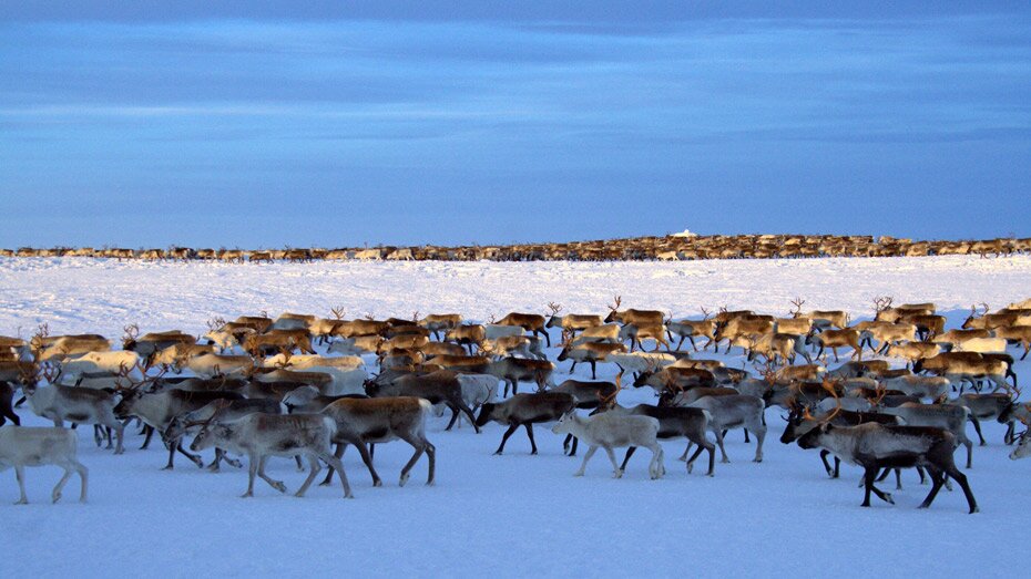 A large herd of reindeer roaming the frozen Arctic tundra