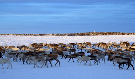 A large herd of reindeer roaming the frozen Arctic tundra