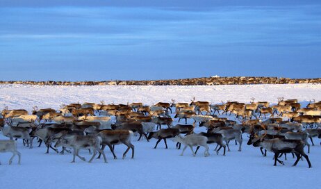 A herd of reindeer roaming the frozen tundra