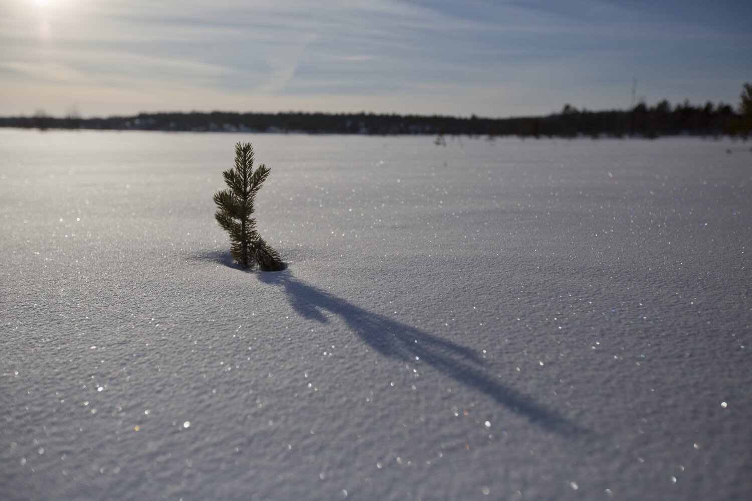 A small tree breaking through the snow