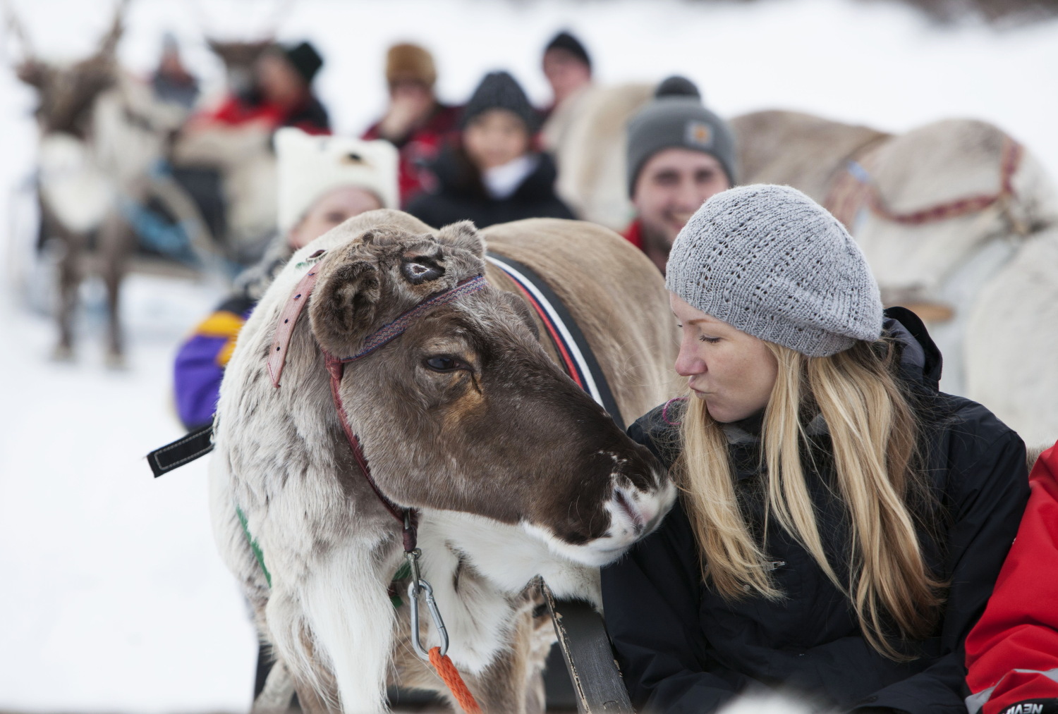 A woman gets up close to a friendly reindeer during a sleigh ride