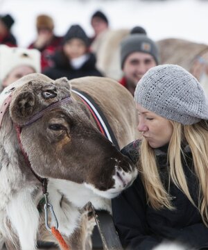 A woman gets up close to a friendly reindeer during a sleigh ride