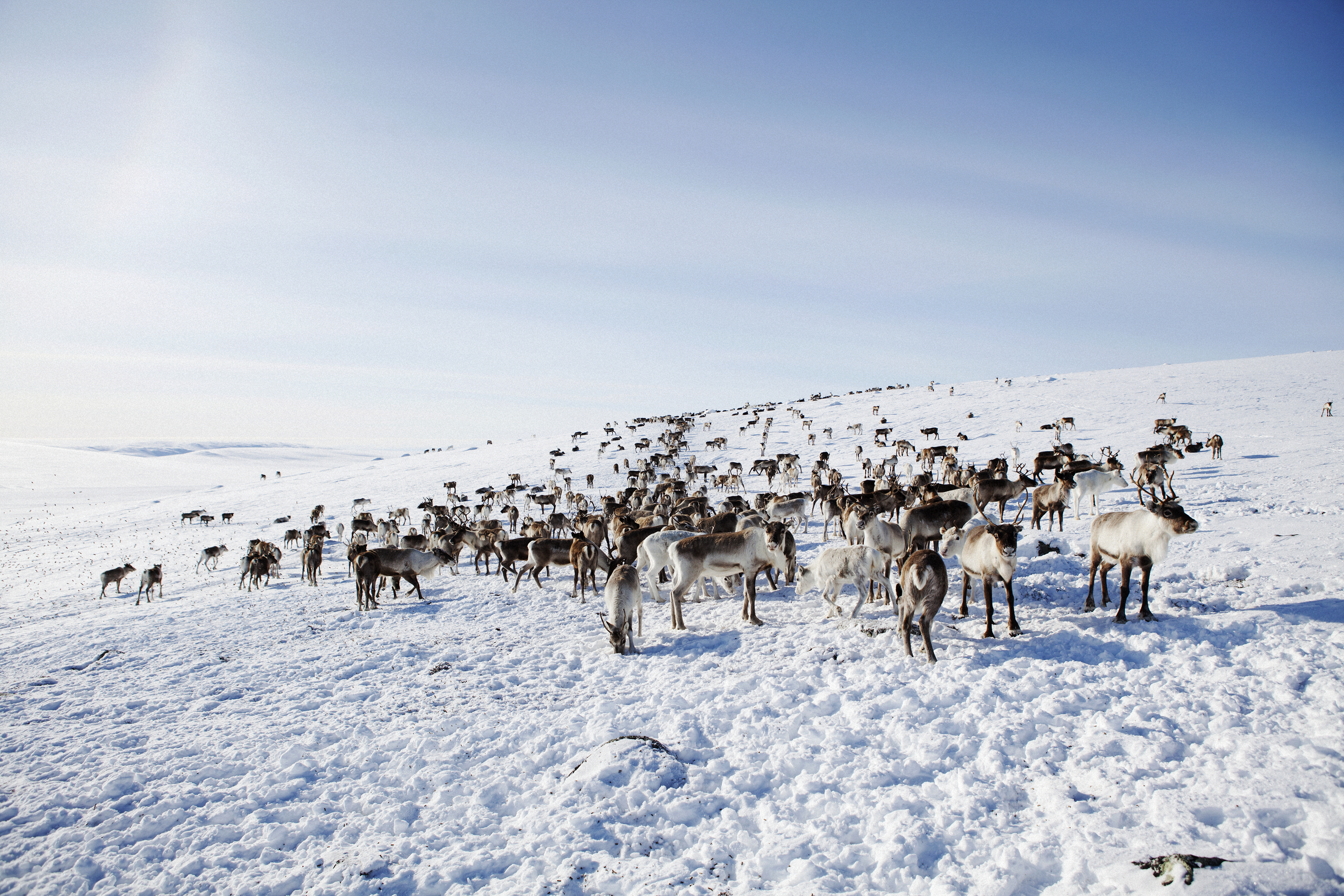 Reindeer roaming the frozen tundra in Lapland