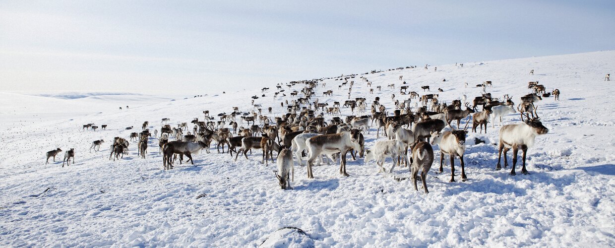 Reindeer roaming the frozen tundra in Lapland
