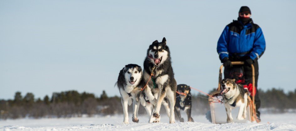 An excited team of husky dogs pulling a couple on a sled