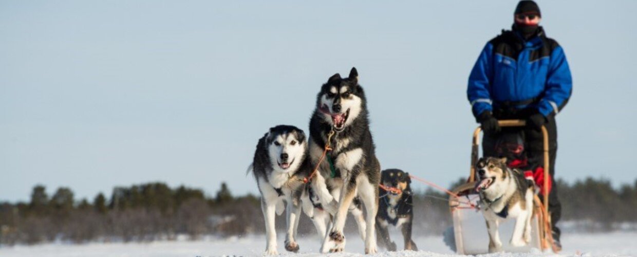 How to ride a husky sledge