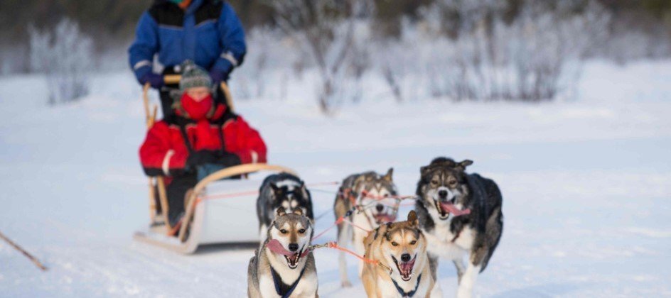 Enjoy spectacular husky rides in Lapland