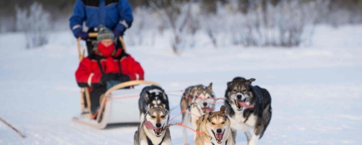 Enjoy spectacular husky rides in Lapland