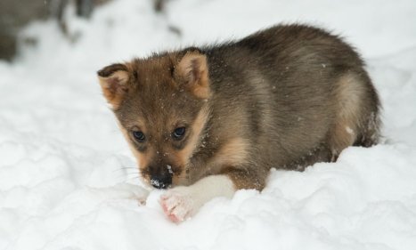 A newly born husky puppy in snow