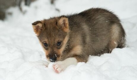A newly born husky puppy in snow