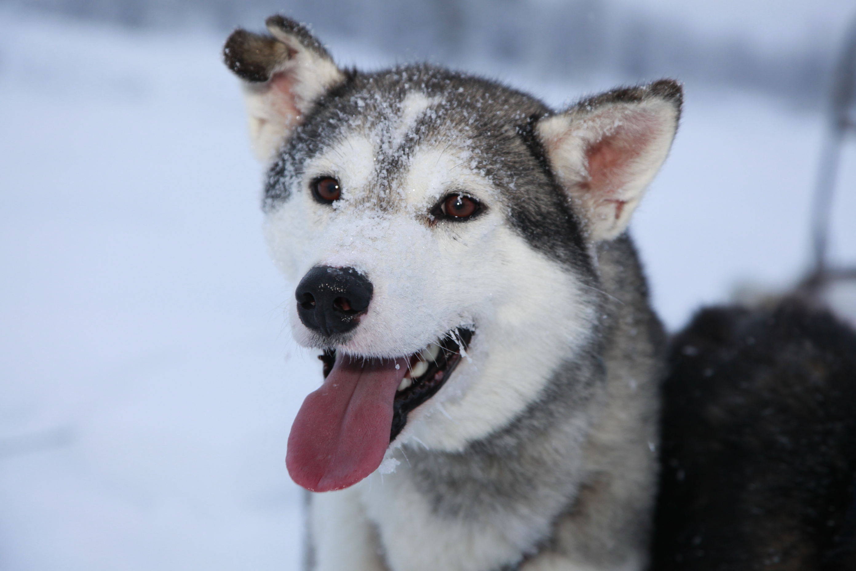 Husky in Lapland