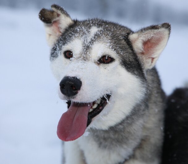 Husky in Lapland