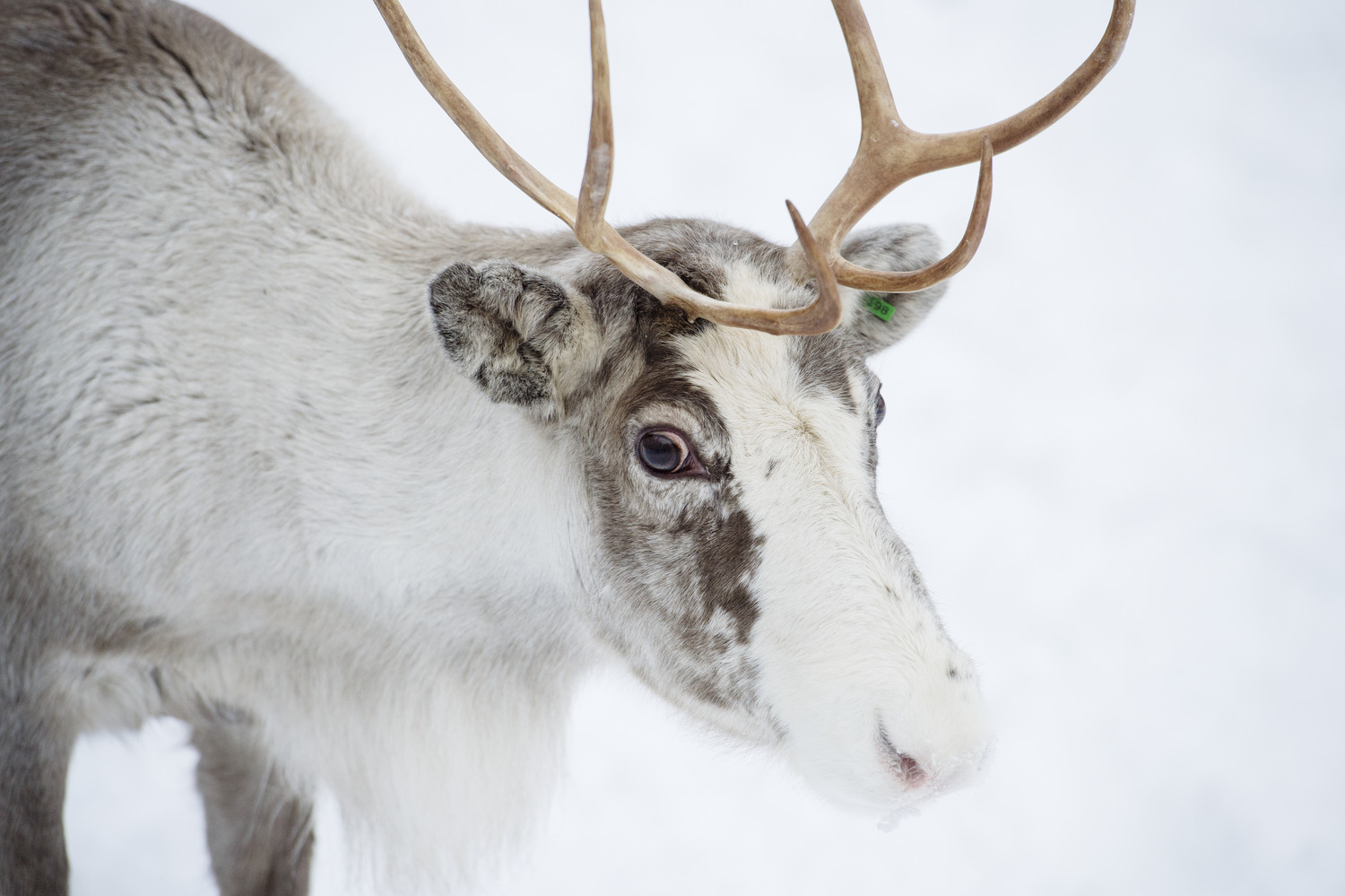 Reindeer