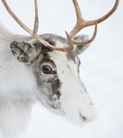 Reindeer