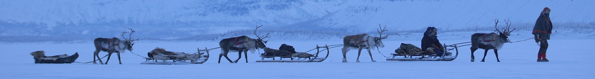 A line of reindeer sleighs travelling across the frozen tundra of Lapland