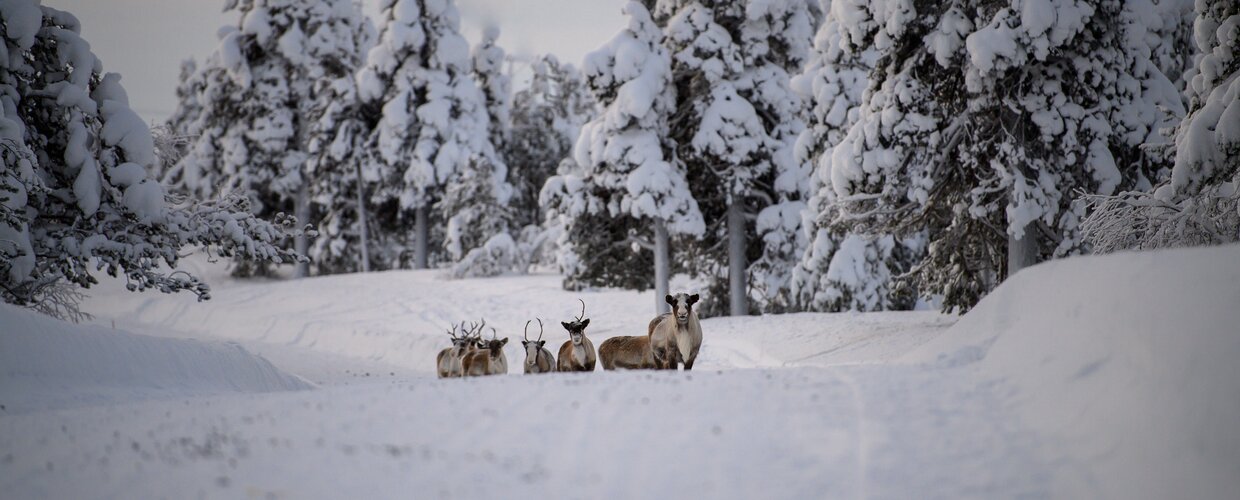 Several reindeer from a herd grazing on the frozen terrain in Finnish Lapland